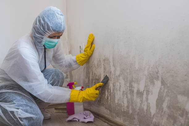 Best Residential Mold Remediation in Sea Ranch, CA