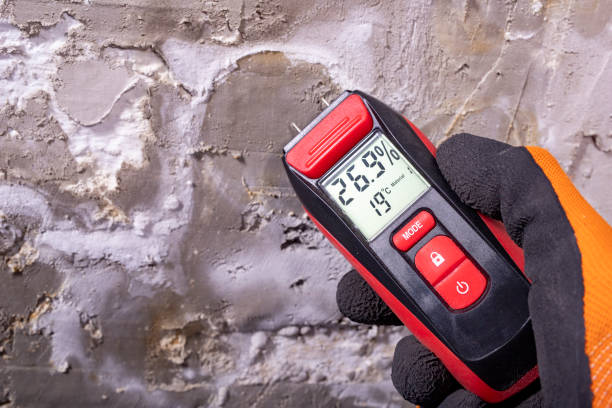 Best Basement Mold Remediation in Sea Ranch, CA