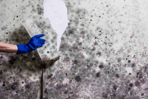 Best Mold Remediation for Specific Building Types in Sea Ranch, CA