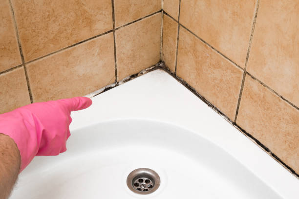 Best Kitchen Mold Remediation in Sea Ranch, CA